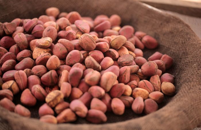 Kola nut