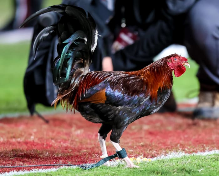 The most bizarre sports moments of 2022 - latest sports news 8/25/22: General chaos: Twitter hijacks South Carolina mascot naming contest