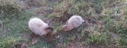 Angora Rabbit Farming: A Guide to Fibre Production and Sustainable Farming