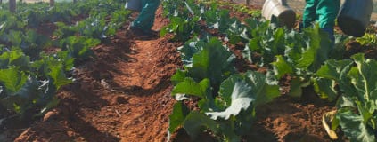 The Current State of Farming in Lesotho