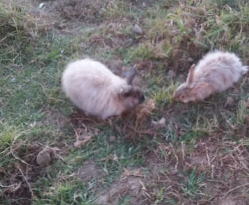 Angora Rabbit Farming: A Guide to Fibre Production and Sustainable Farming