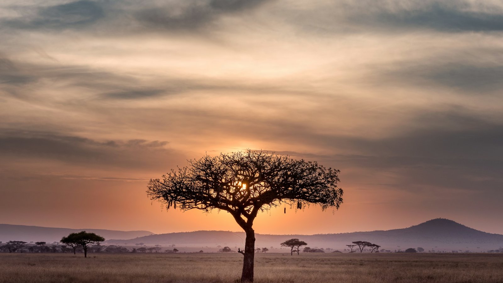 Acacia solitaria al atardecer en la sabana del Serengeti, Tanzania