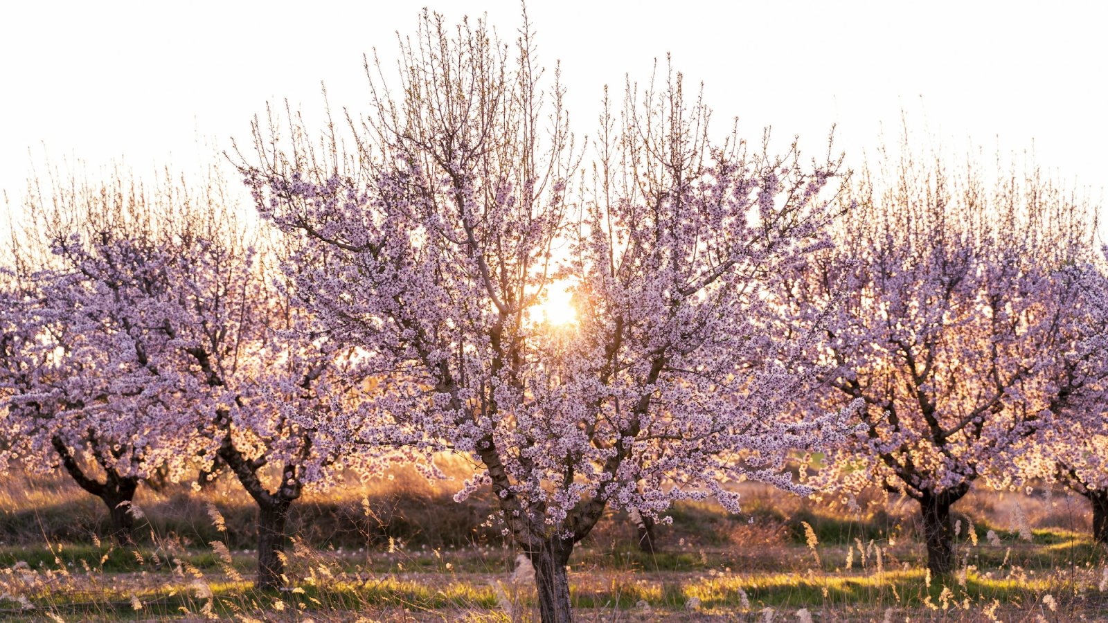 Almendros en flor al comenzar la primavera