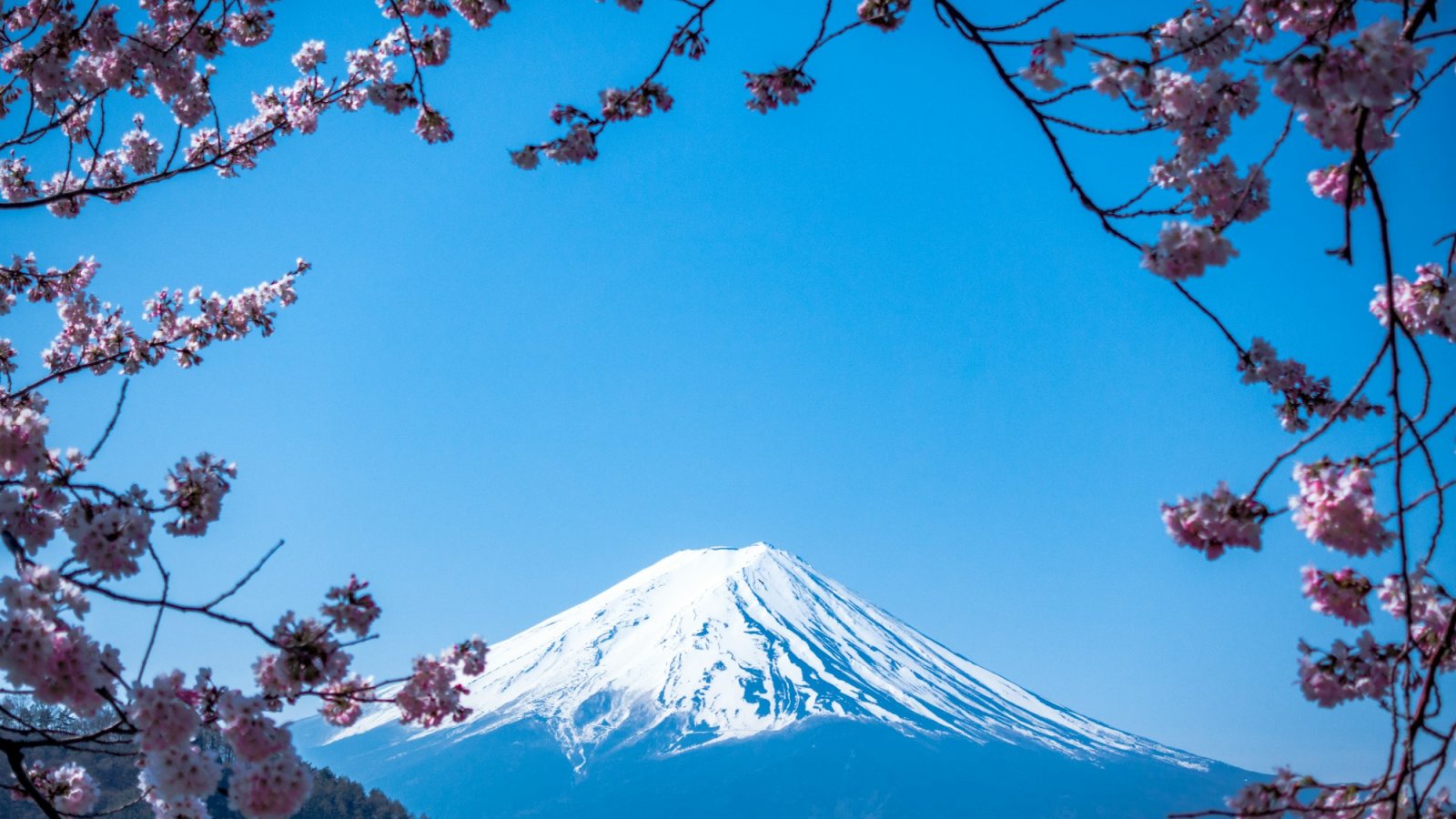 Monte Fuji enmarcado por cerezos en flor, Japón