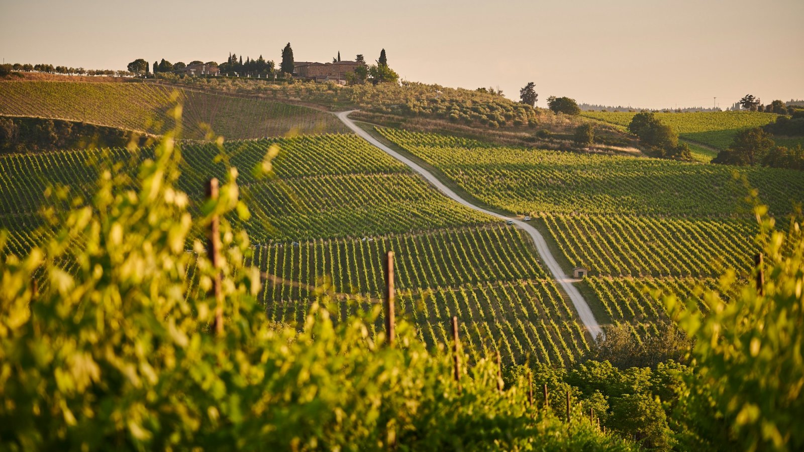 Viñedos en las colinas de la Toscana al atardecer en septiembre