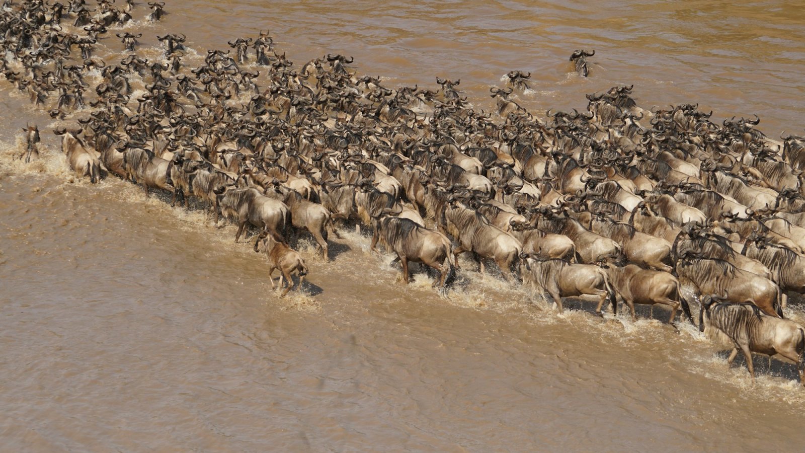 Manada de ñus cruzando el río Mara en la gran migración