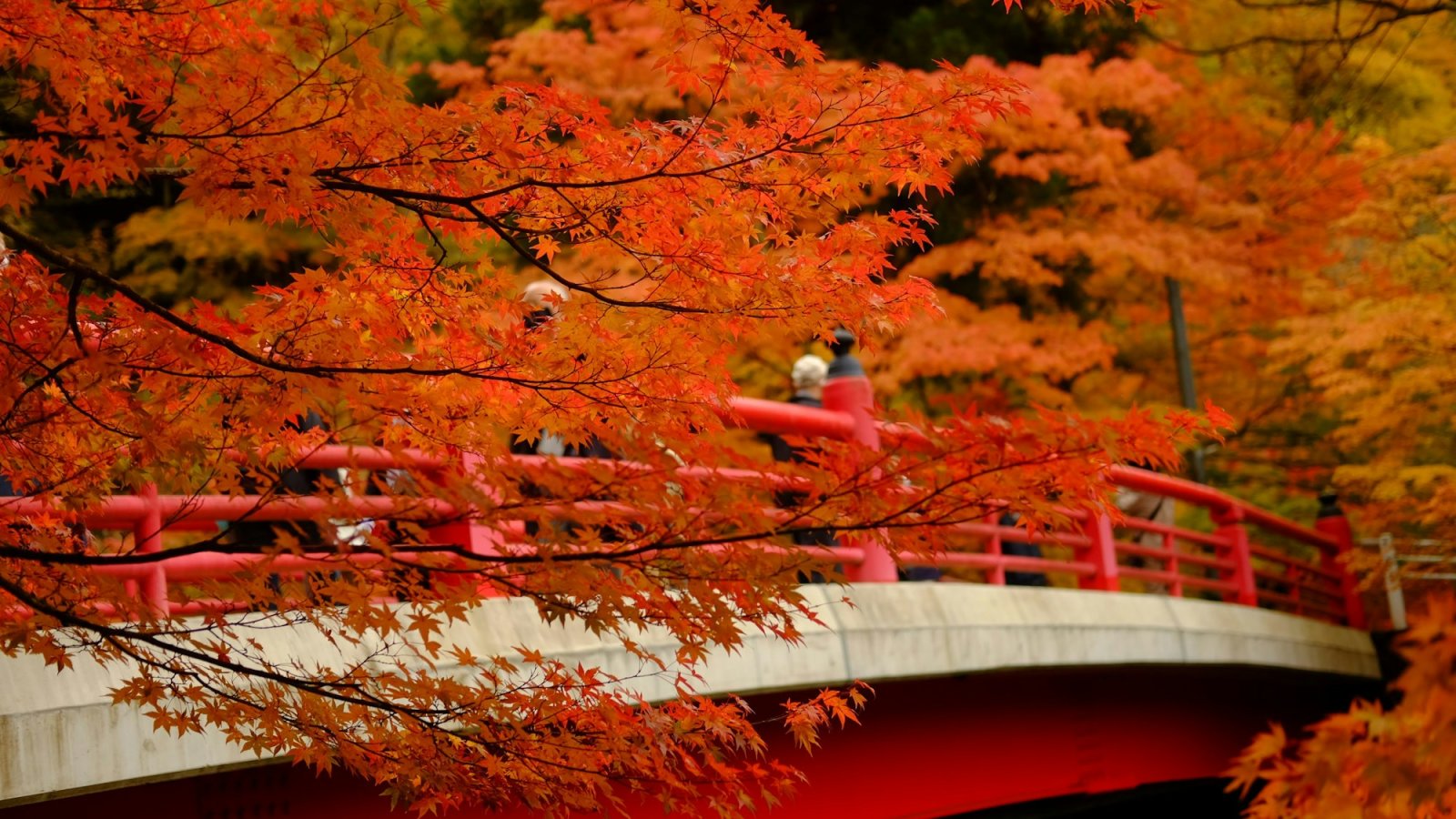 Puente rojo entre arces encendidos del otoño japonés