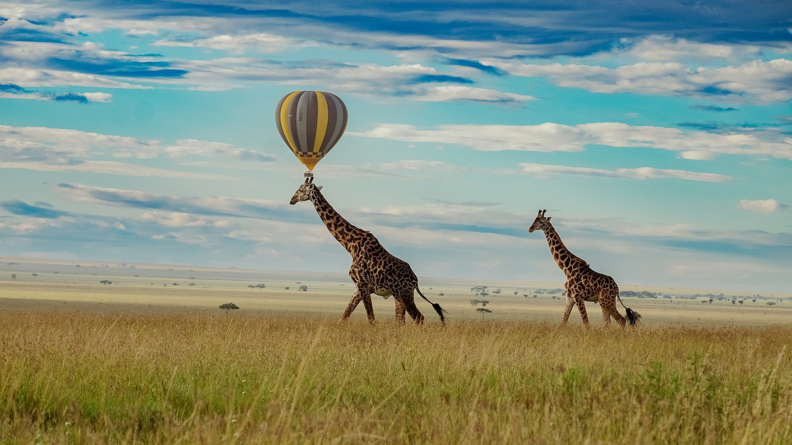 Jirafas y globo aerostático sobre el Serengeti