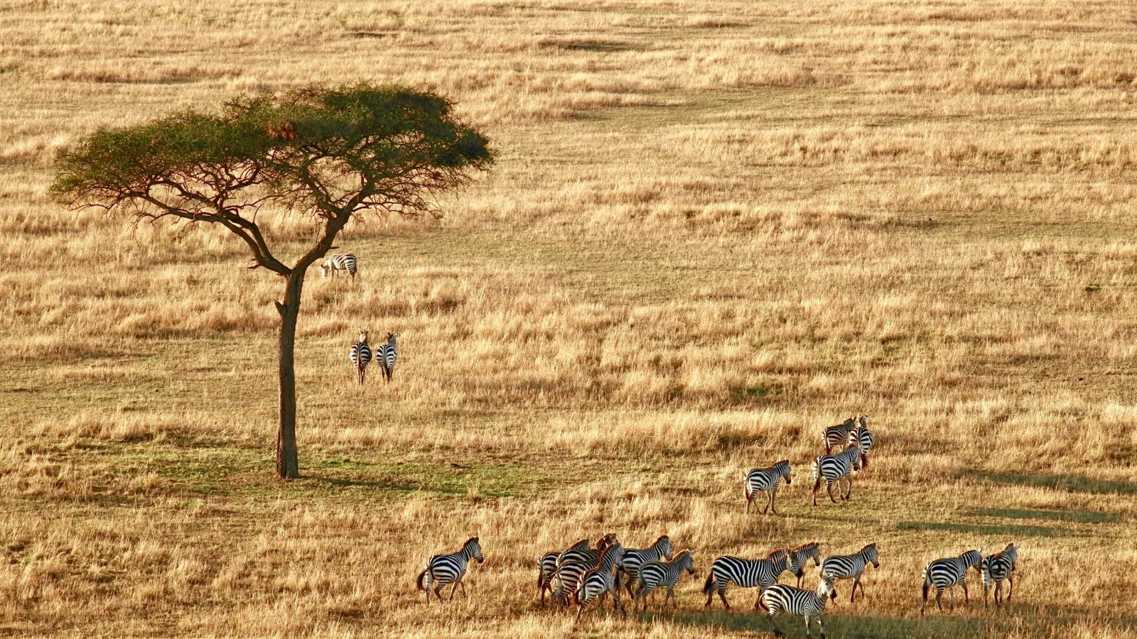 Cebras y acacia en las llanuras del Serengeti, Tanzania