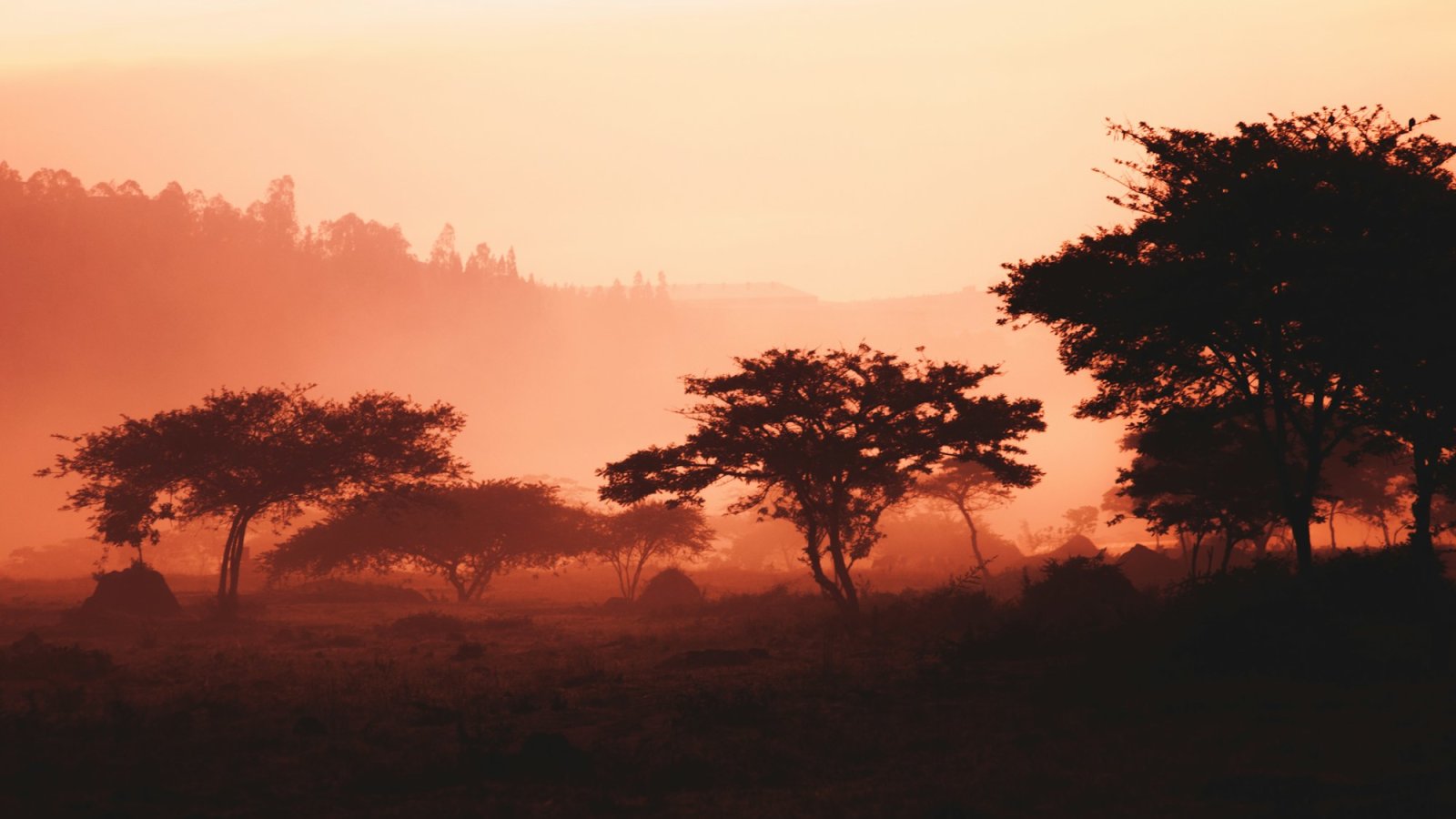 Amanecer entre la bruma en las colinas de Kigali, con siluetas de acacias bajo un cielo anaranjado, Ruanda