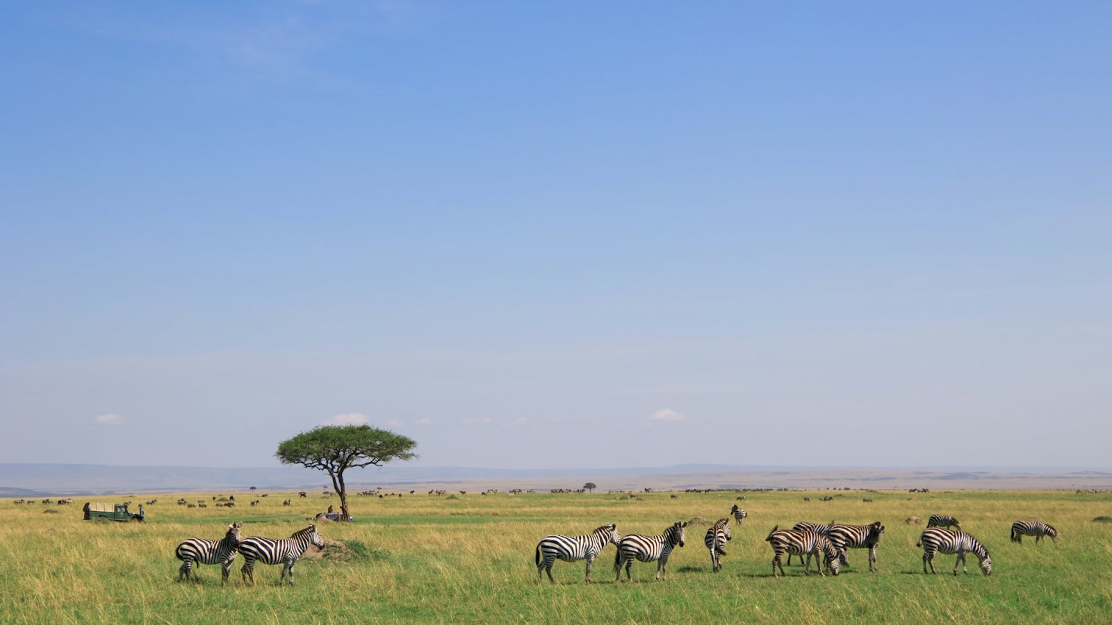 Manada de cebras pastando en la sabana del Masai Mara, Kenia