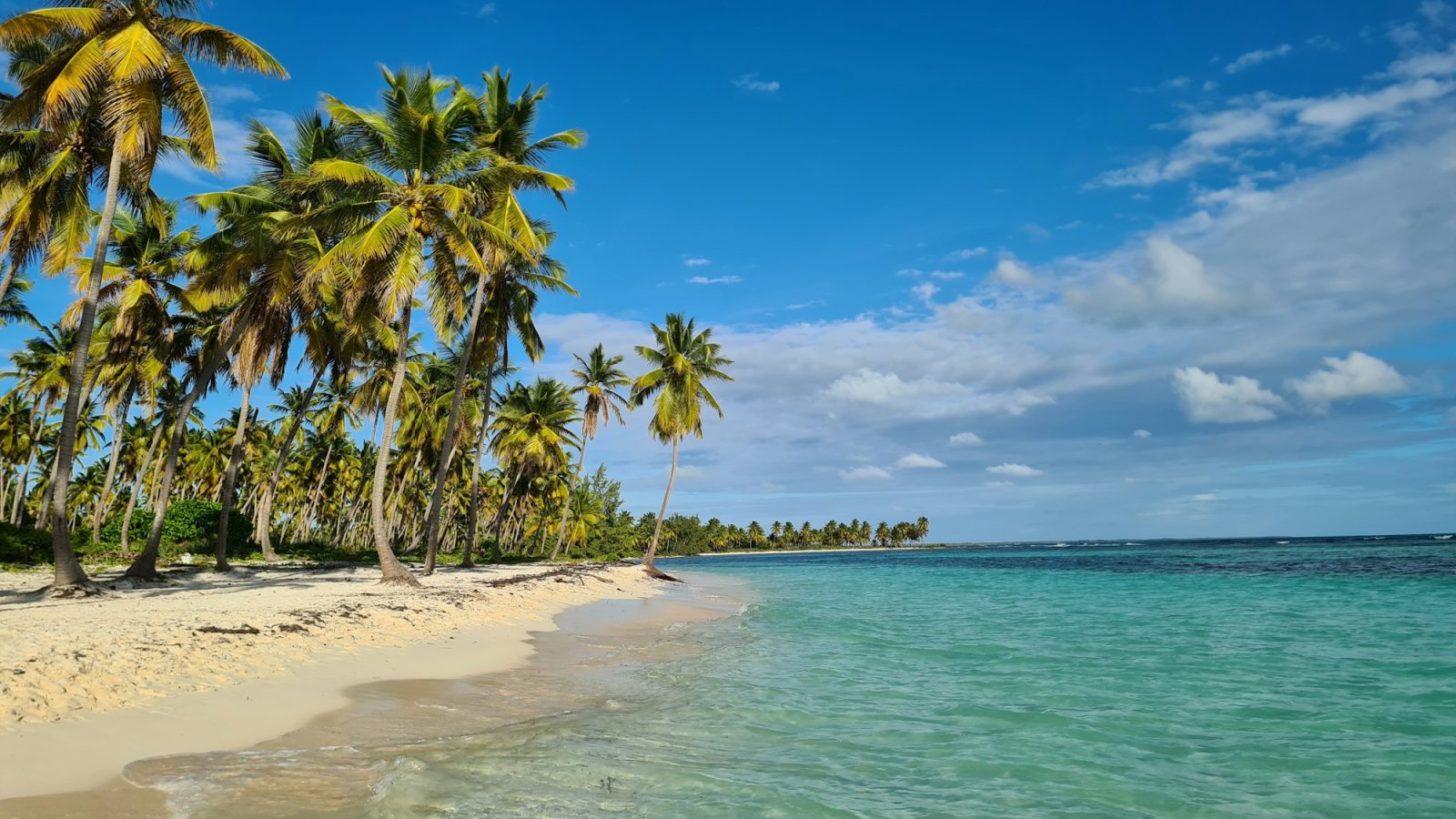 Playa de arena blanca con palmeras en Isla Saona, Caribe dominicano