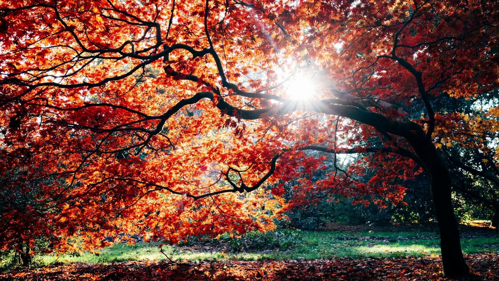 Arce de hojas rojas iluminado por el sol de otoño