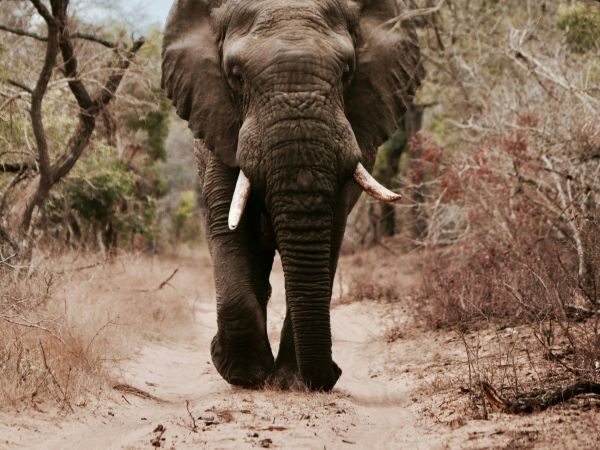 Elefante en safari africano