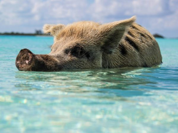 Cerdo nadando en aguas turquesas de Exuma, Bahamas