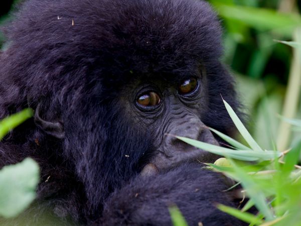 Gorila de montaña joven comiendo hojas entre la vegetación del Parque Nacional de los Volcanes, Ruanda