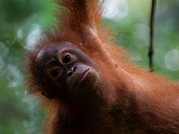 Orangután joven colgado de una rama en la selva de Borneo