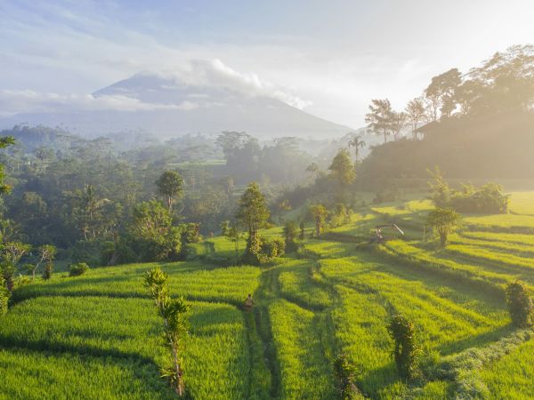 Arrozales de Bali con el volcán Agung al fondo