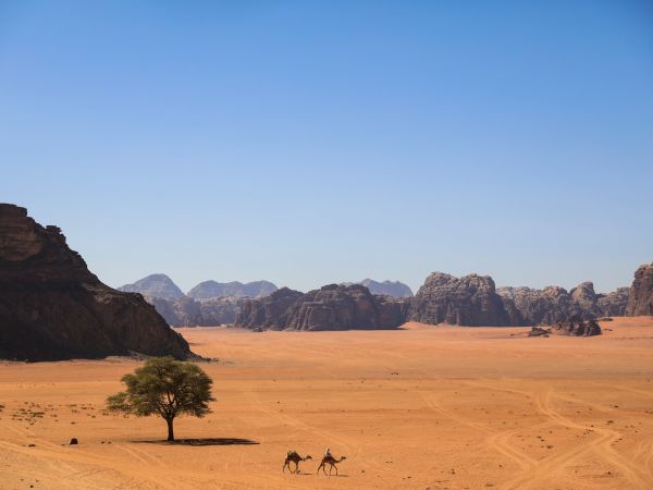 Camellos junto a una acacia en el desierto de Wadi Rum, Jordania