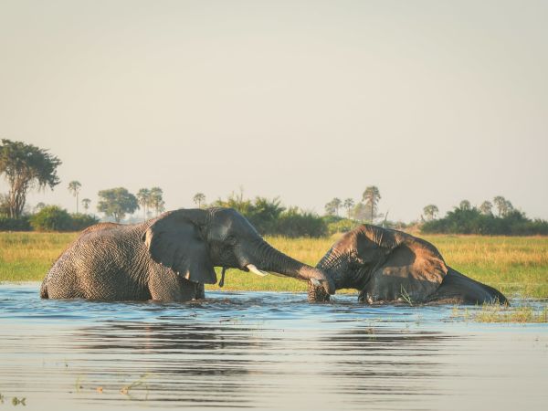 Elefantes bañándose en el Delta del Okavango, Botswana