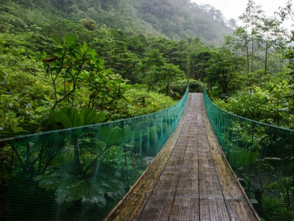 Puente colgante sobre la selva de Costa Rica
