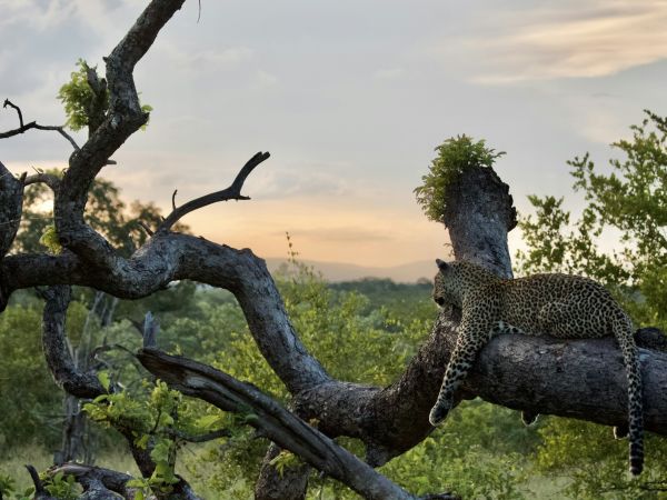 Leopardo descansando sobre la rama de un árbol al atardecer en Sabi Sands, junto al Parque Kruger, Sudáfrica