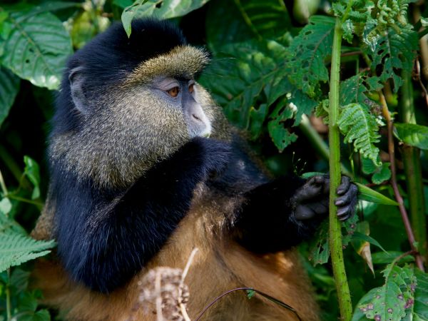Mono dorado alimentándose entre el follaje del Parque Nacional de los Volcanes, Ruanda