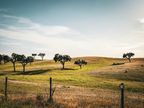 Montado de encinas y alcornoques en el campo del Alentejo, Portugal