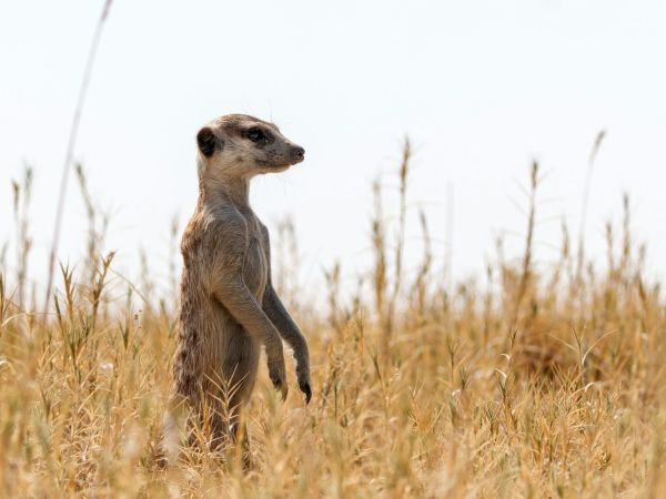 Suricata erguida vigilando entre la hierba seca en los salares de Makgadikgadi, Botswana