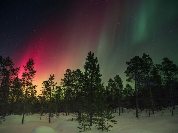 Aurora boreal sobre el bosque nevado de Laponia