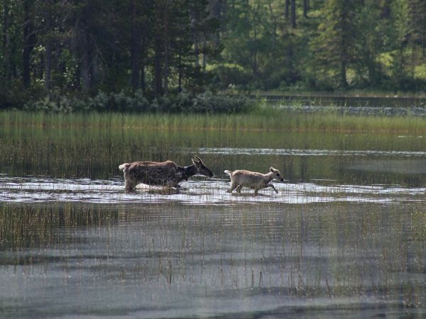 Reno y su cría cruzando un lago en verano, Laponia
