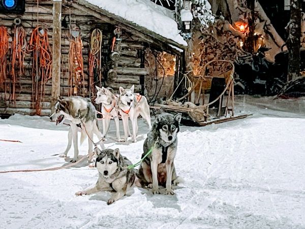 Perros husky de trineo frente a una cabaña nevada en Laponia