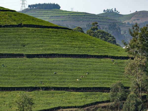 Colinas de té en terrazas con recolectoras en el oeste de Ruanda, como las plantaciones que rodean el bosque de Nyungwe