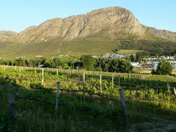 Viñedos al pie de las montañas en el valle de Franschhoek, Winelands del Cabo, Sudáfrica