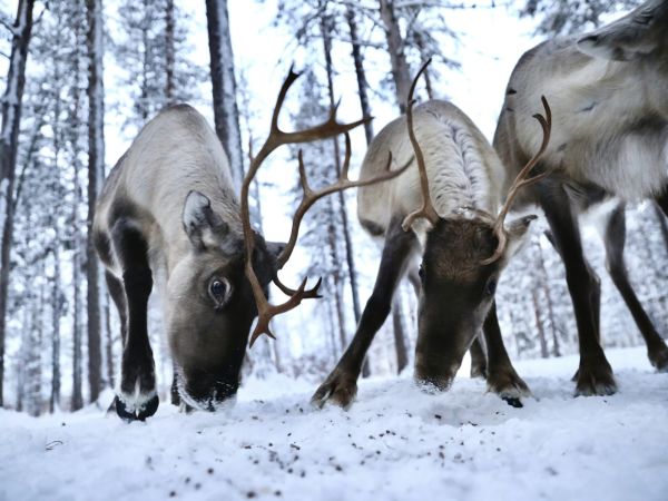 Renos en un bosque nevado de Laponia