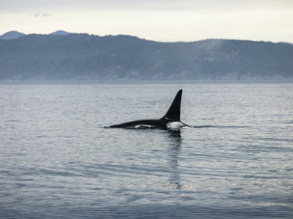 Orca nadando frente a la costa montañosa de Columbia Británica, Canadá