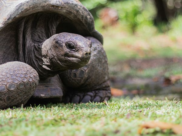 Tortuga gigante de Aldabra descansando sobre el césped en la isla Alphonse, Seychelles