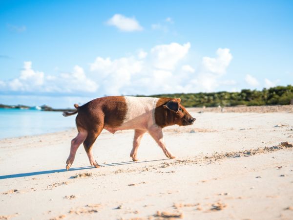 Cerdo caminando por una playa de arena blanca en Exuma, Bahamas