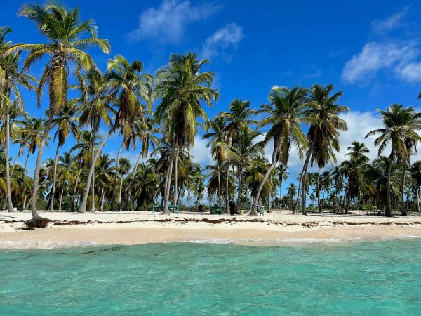 Palmeras sobre la arena blanca y el agua turquesa de Isla Saona, República Dominicana