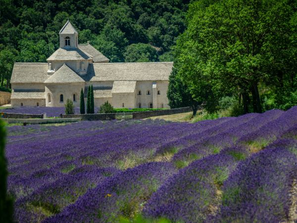 Abadía de Sénanque rodeada de campos de lavanda en flor, Provenza, Francia
