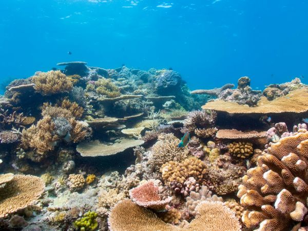 Corales duros y peces en un arrecife de la Gran Barrera de Coral, Australia