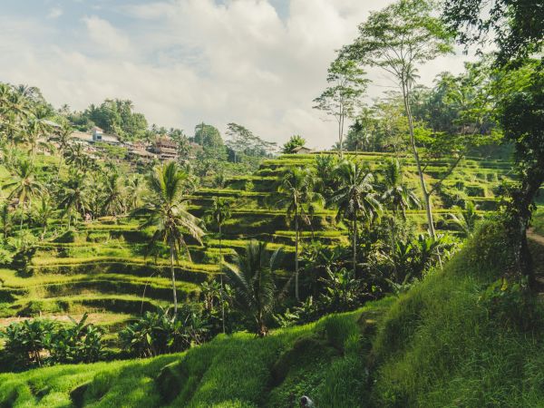 Ubud viaje familiar