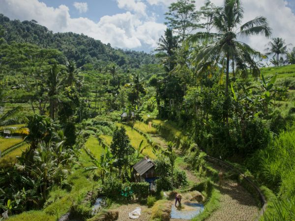 Arrozales en terrazas de Sidemen, Bali