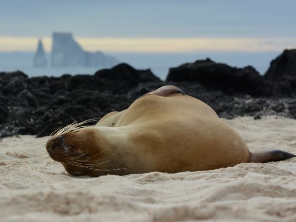 León marino en la playa frente a León Dormido, Islas Galápagos