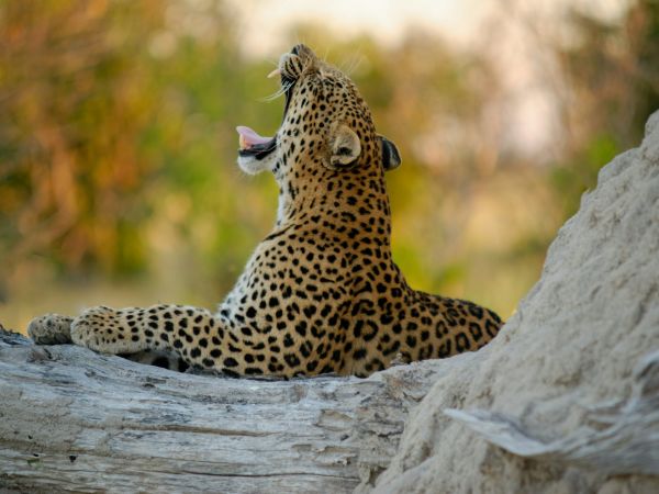Leopardo bostezando recostado sobre un tronco junto a un termitero en el Delta del Okavango, Botswana