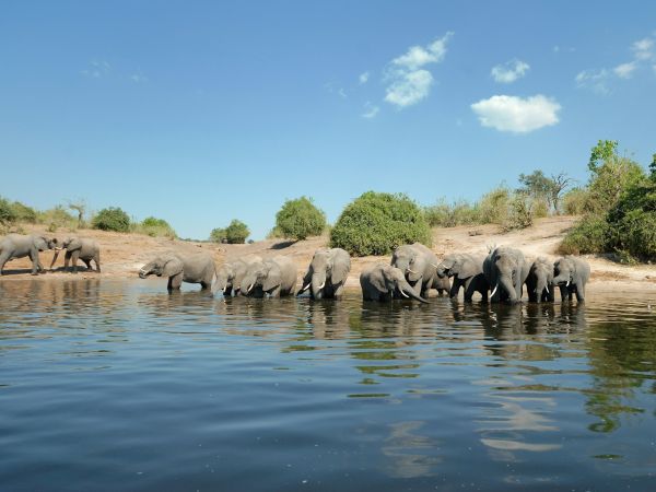 Manada de elefantes bebiendo en la orilla del río Chobe, Parque Nacional Chobe, Botswana