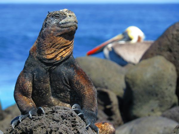 Iguana marina y pelícano sobre roca volcánica en Galápagos
