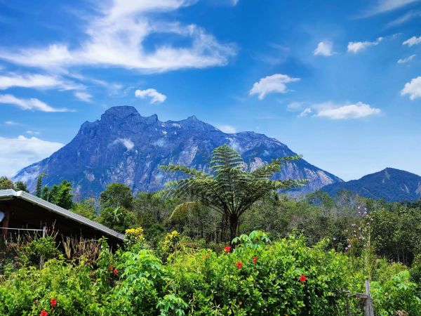 El monte Kinabalu sobre la selva y los helechos arborescentes de Kiau Nuluh, Sabah