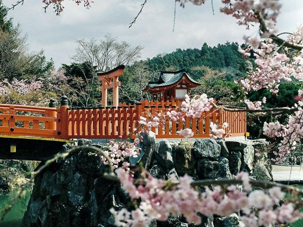 Cerezos en flor junto a un santuario japonés con puente rojo