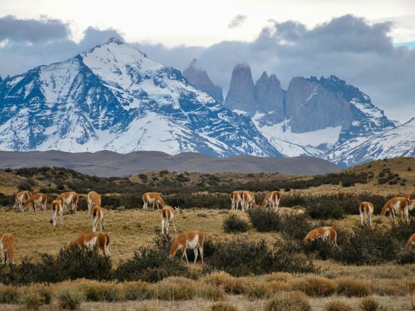Guanacos frente a las Torres del Paine, Patagonia chilena